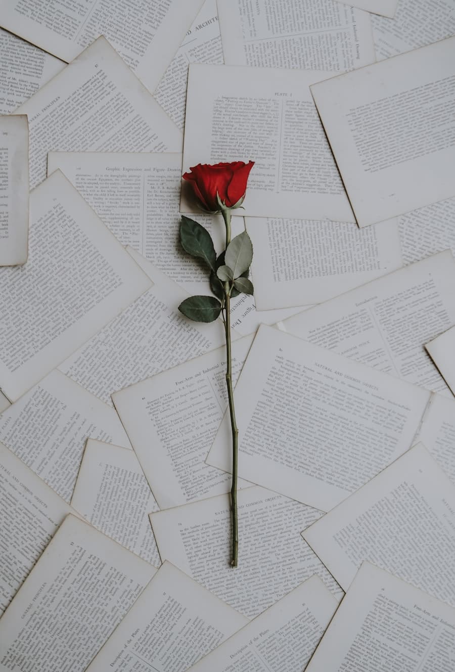 Caja de Rosas